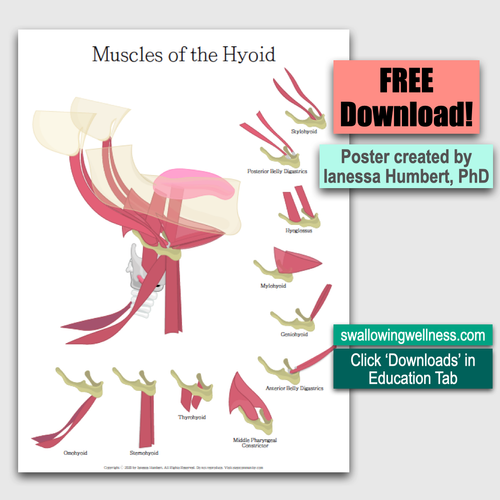 Original Muscles of the Hyoid Bone free-download artwork